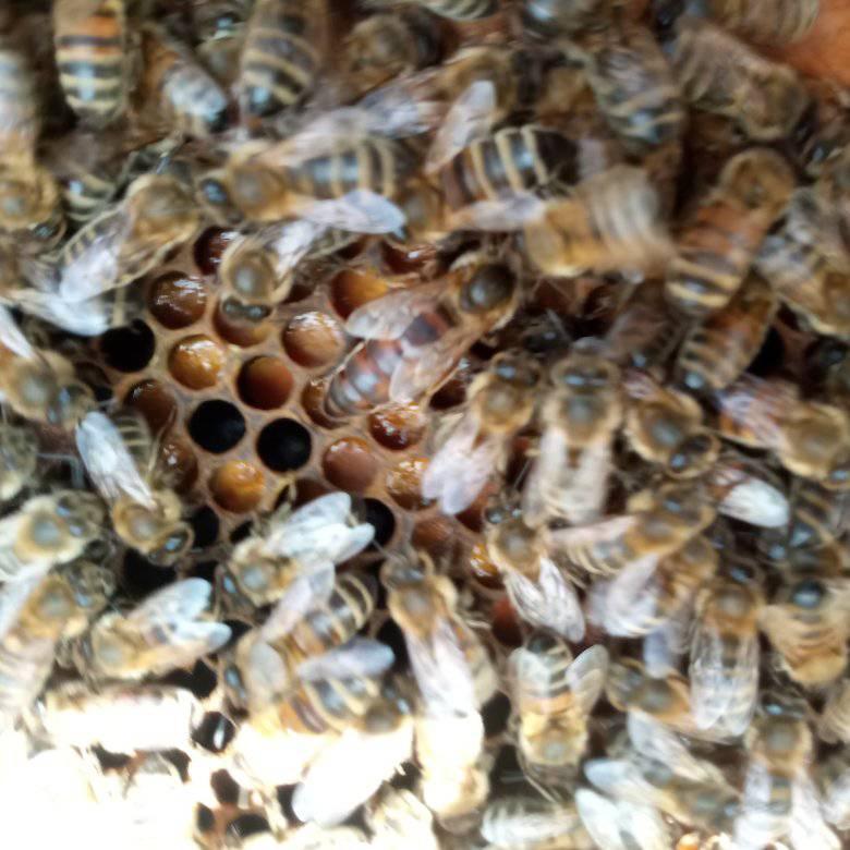 Le rucher des Walkyries Le rucher des Walkyries