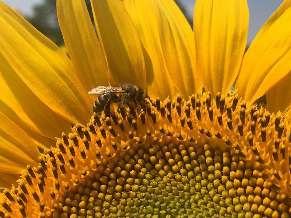 Sanctuaire Animal en Provence Sanctuaire Animal en Provence