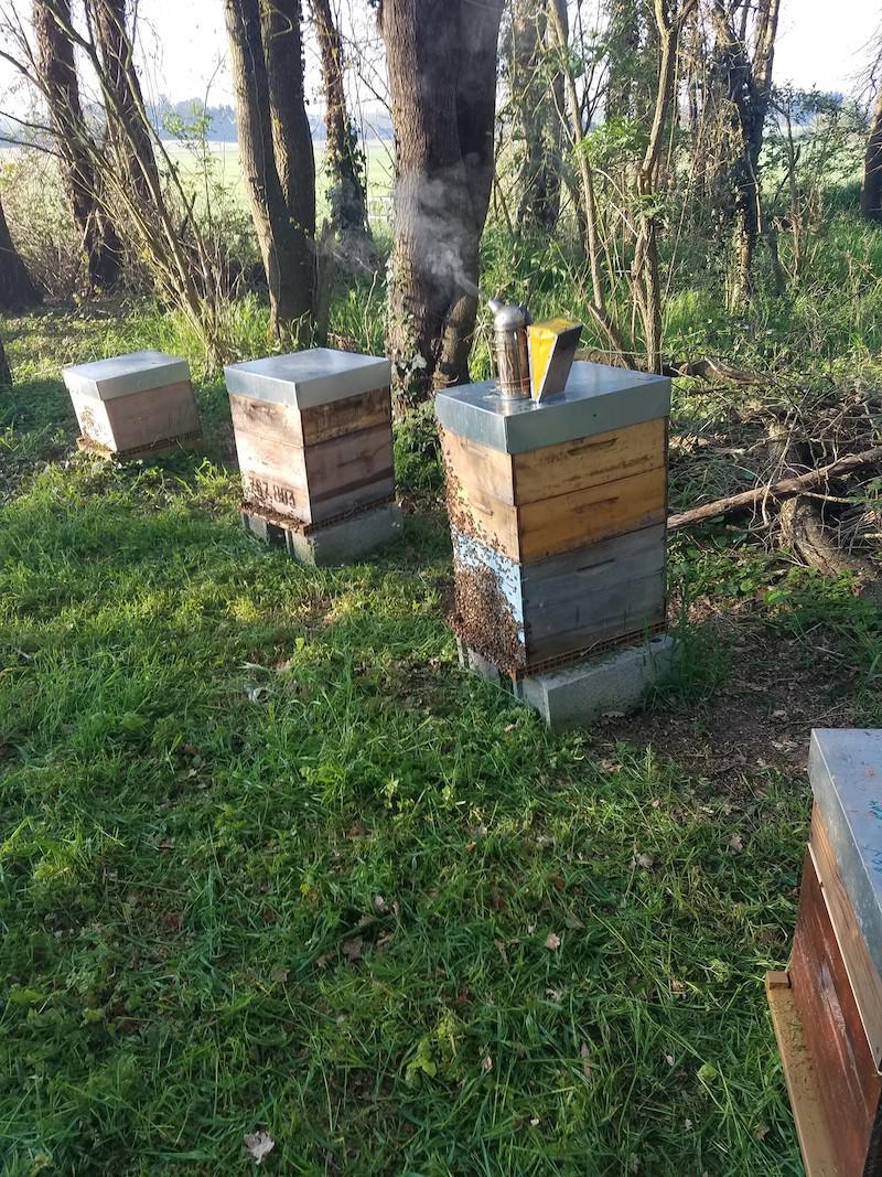 Michael MORIN apiculture