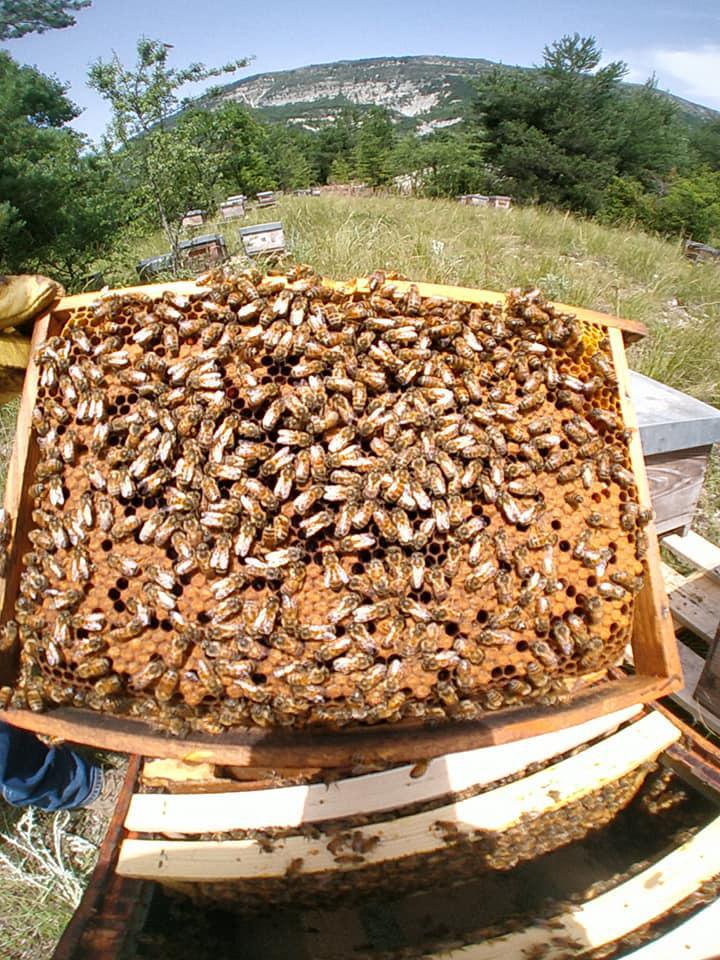La goutte de miel La goutte de miel
