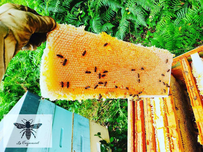 La Cazamiel La Cazamiel