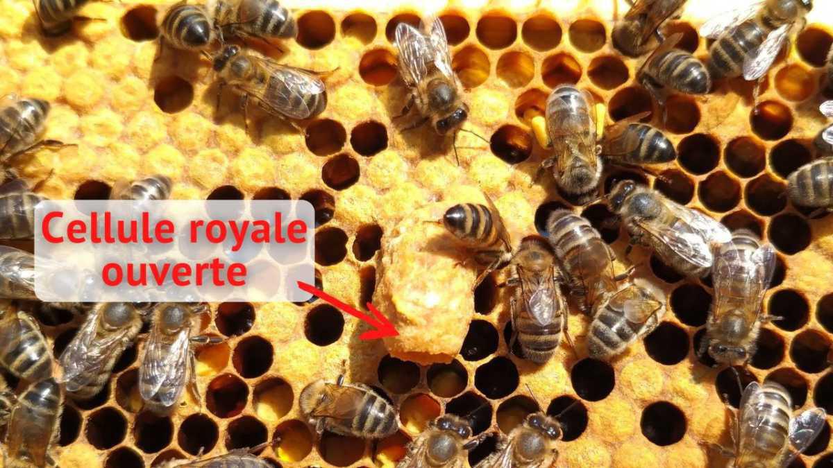 Ne produire que du miel Ne produire que du miel