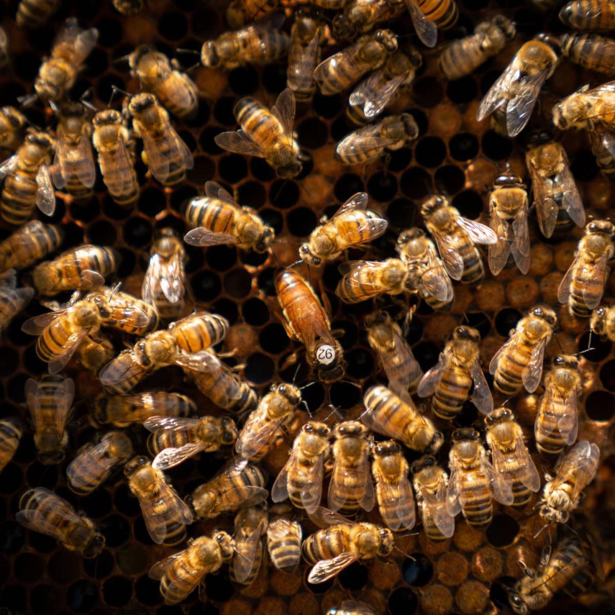 Les ruches mathildya