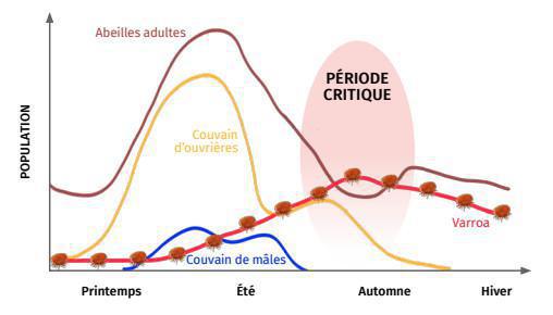 Traitement hivernal contre le varroa à l'acide oxalique - Quand et comment l'effectuer ? Traitement hivernal contre le varroa à l'acide oxalique - Quand et comment l'effectuer ?