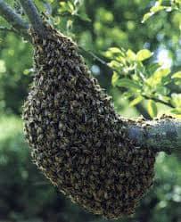 Les abeilles de l'Hautil