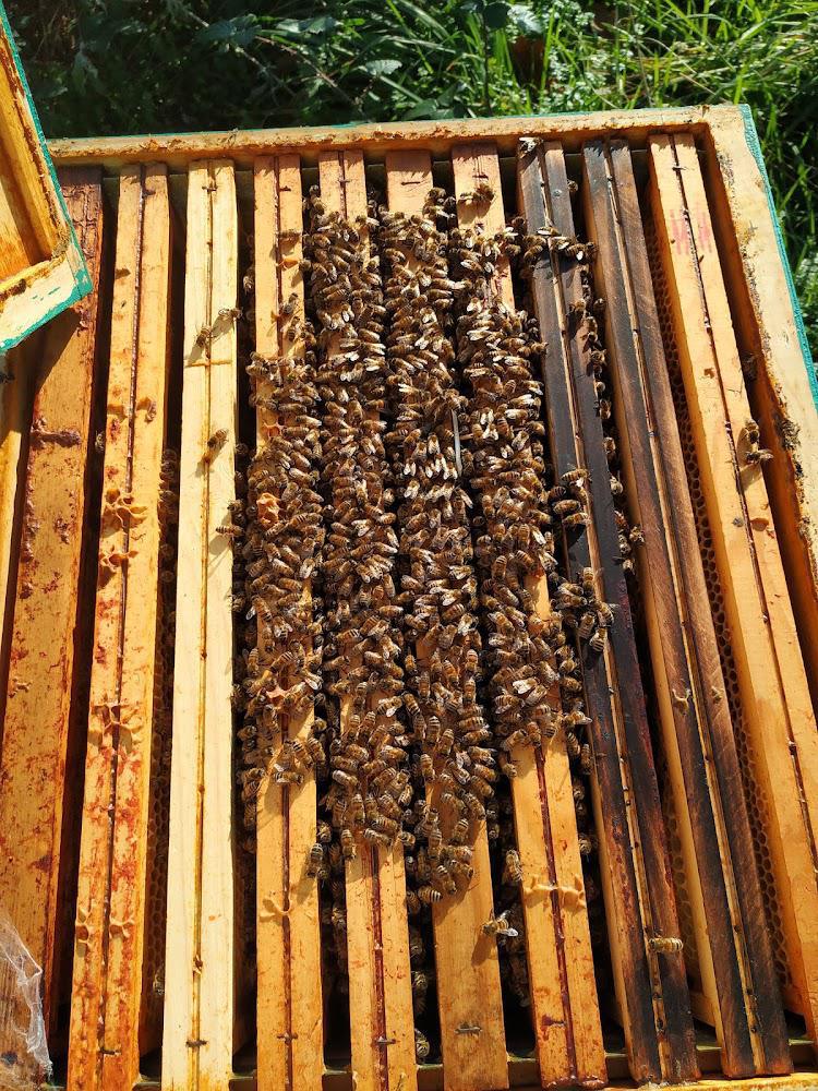 Visiter ses ruches en période hivernale ?!