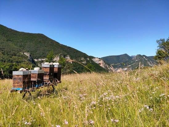 L'abeille de François L'abeille de François