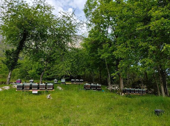 L'abeille de François