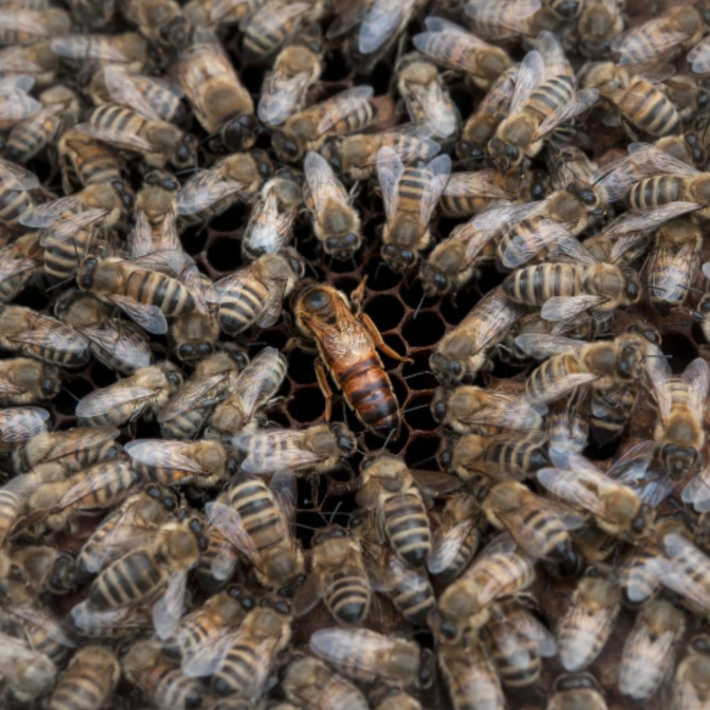 Reines d'Abeilles Reines d'Abeilles