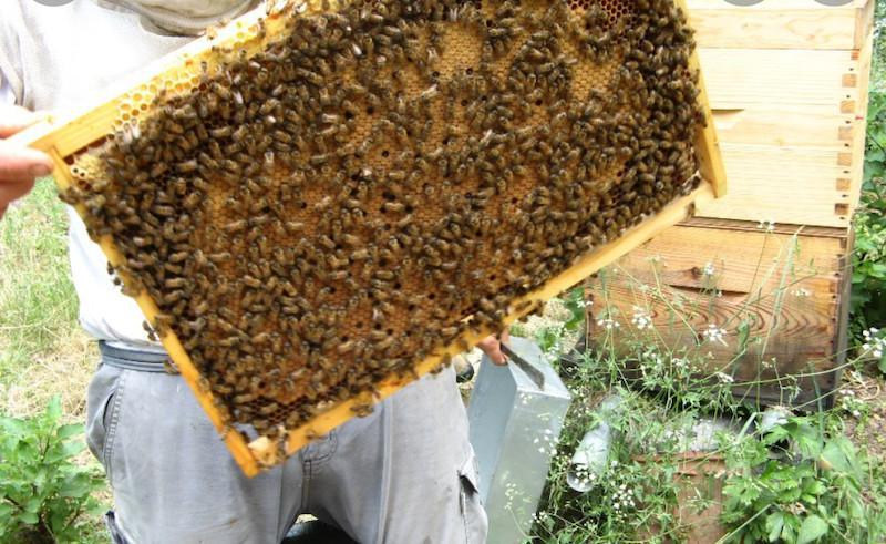 Les abeilles de grands moulins