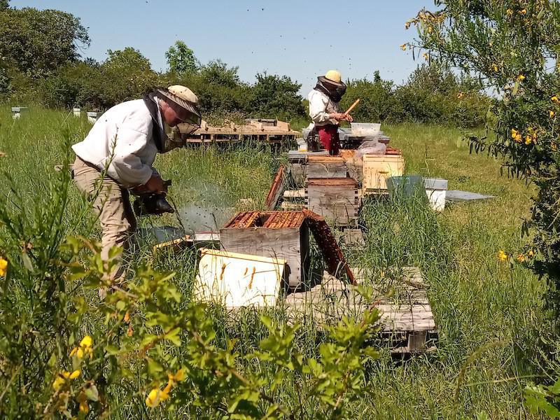 Les Ruchers des Puys Les Ruchers des Puys
