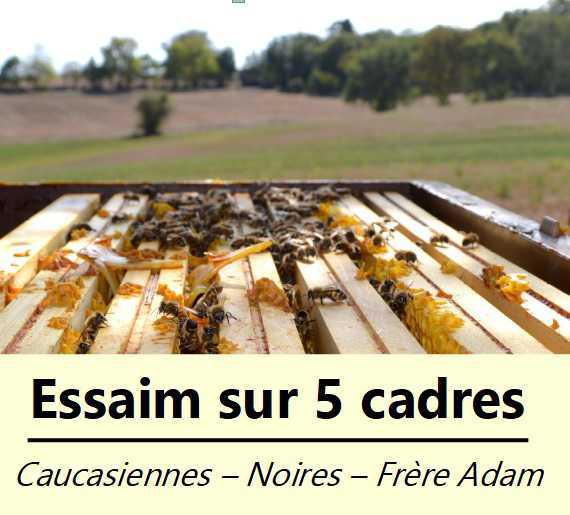 L'essaim toulousain L'essaim toulousain