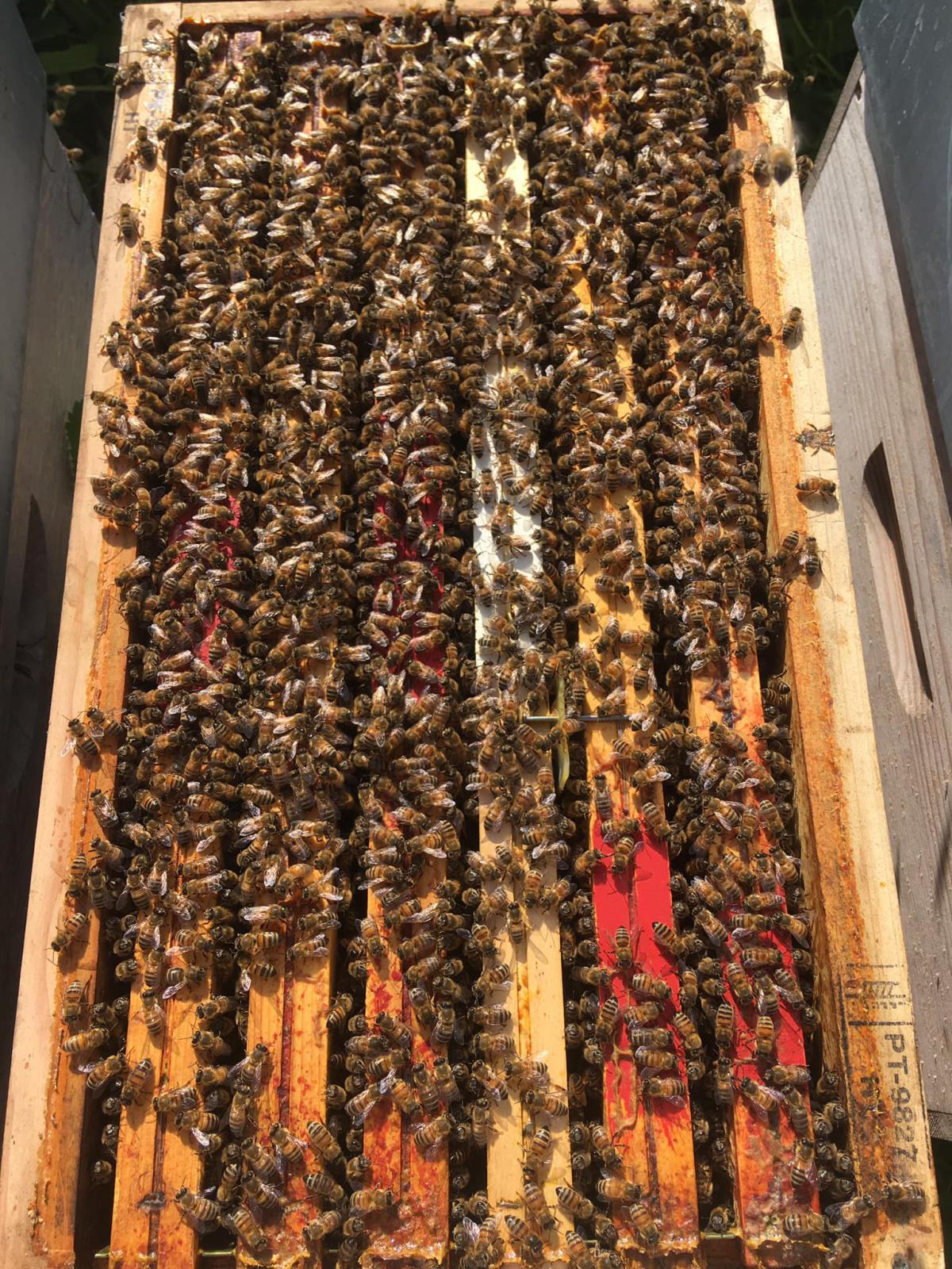 Miellerie Des Terres Et Monts De Flandres Miellerie Des Terres Et Monts De Flandres