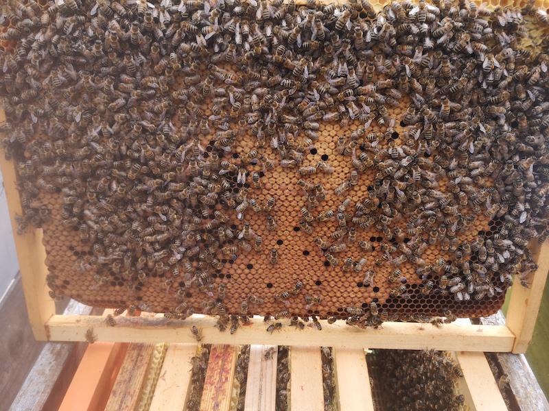 Rucher de la Savoyarde Rucher de la Savoyarde