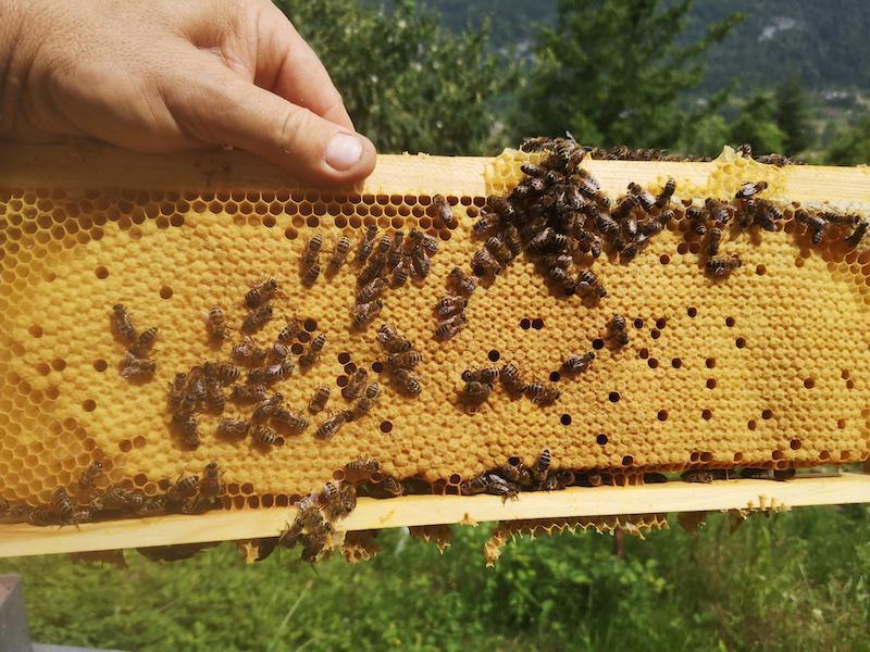 Rucher de la Savoyarde Rucher de la Savoyarde