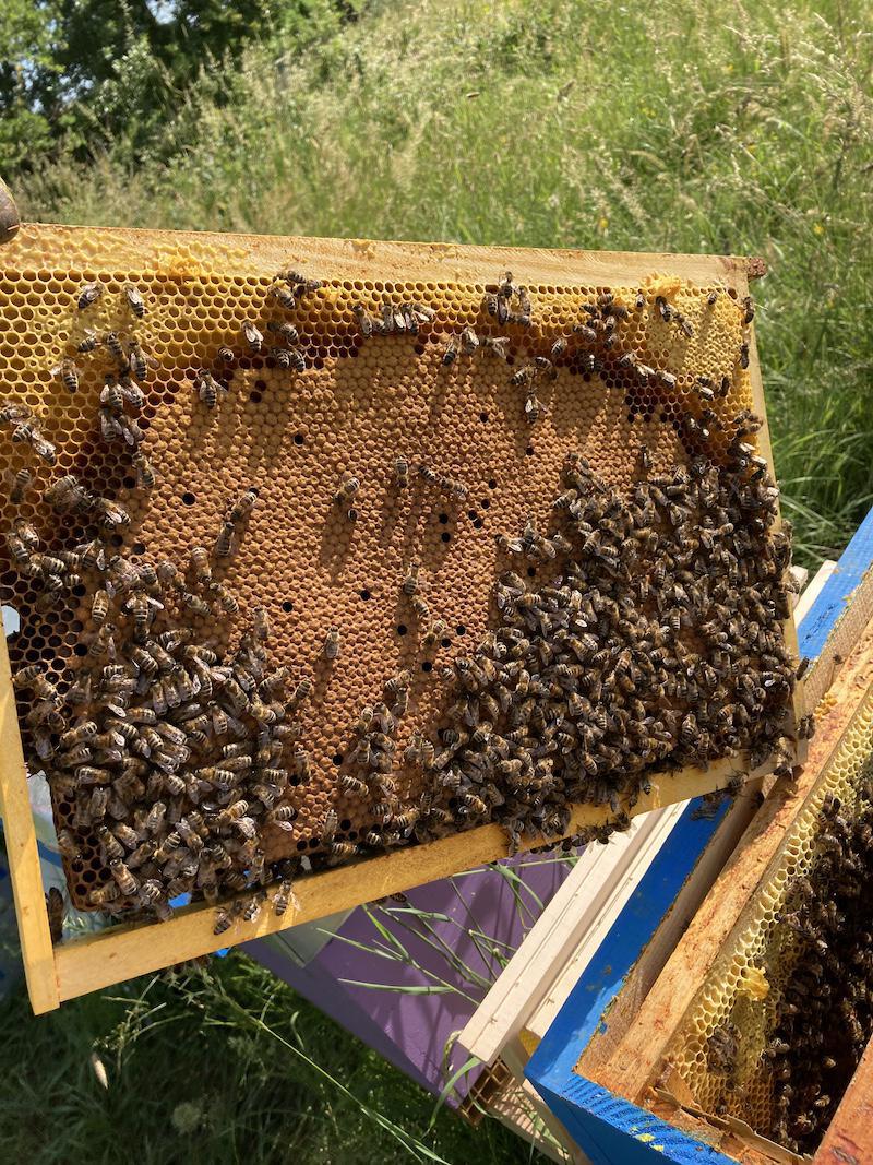 Les ruchers de la Loire
