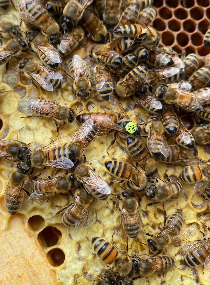 Nos abeilles disent miel