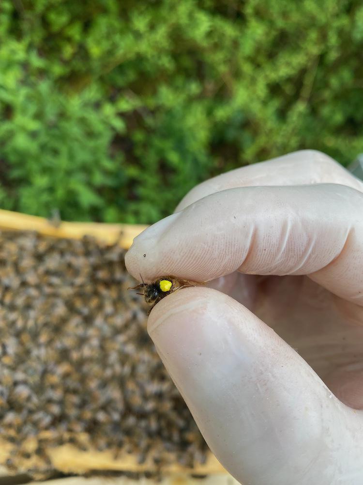 Les ruchers de la Loire Les ruchers de la Loire