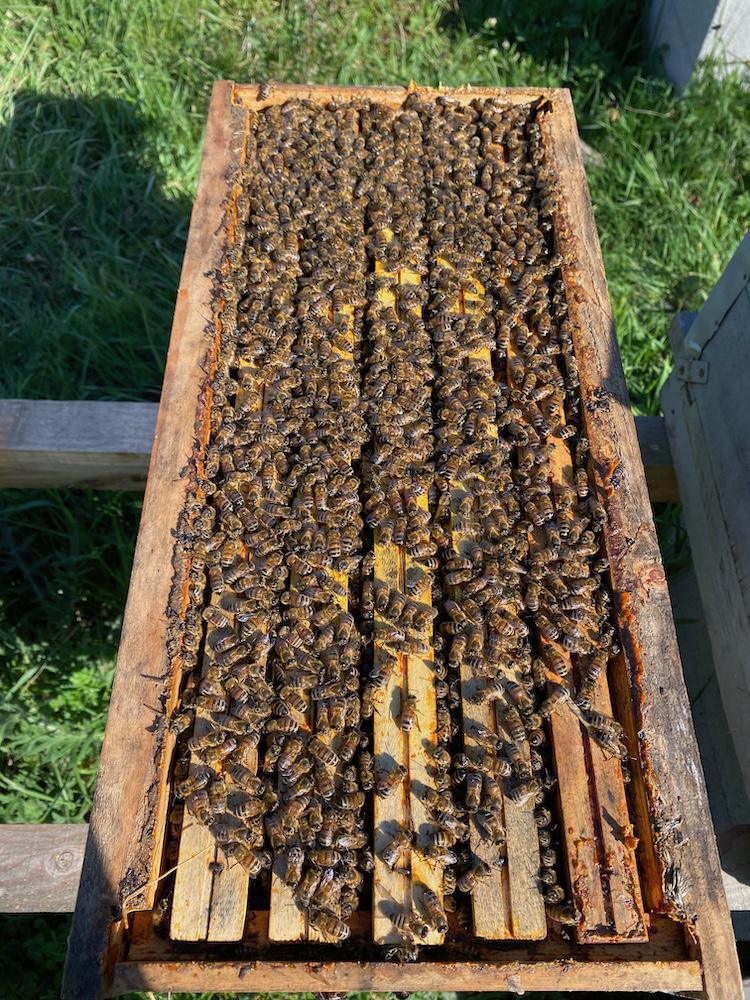 Les ruchers de la Loire Les ruchers de la Loire