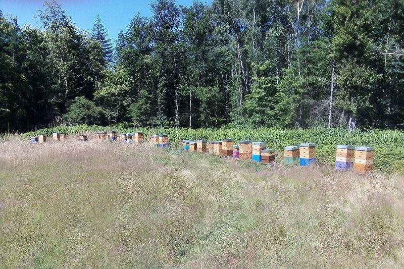 Le Rucher des Mares Clément Le Rucher des Mares Clément
