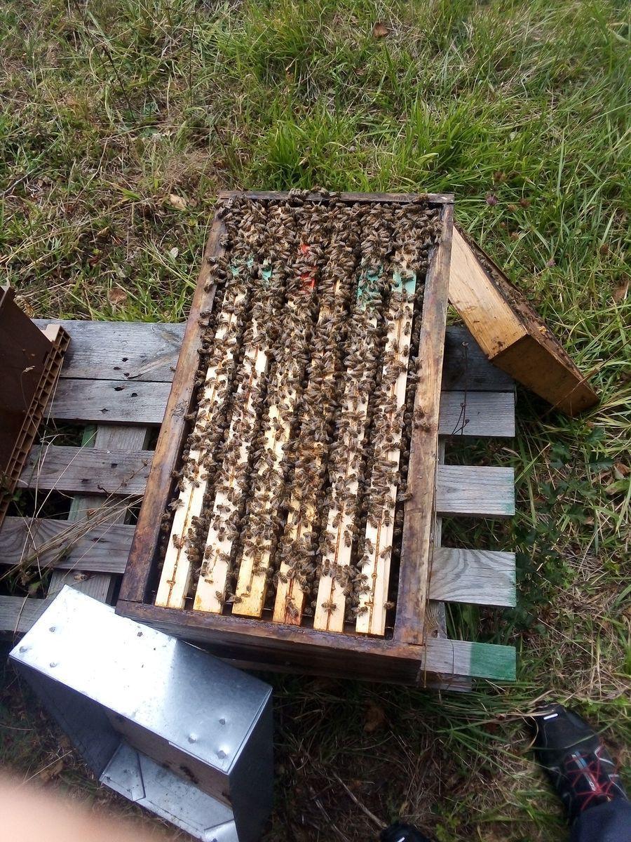 Le Rucher des Mares Clément Le Rucher des Mares Clément