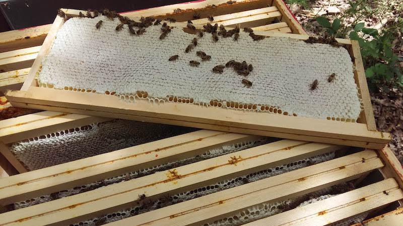 Les ruchers de Saint Gilles Les ruchers de Saint Gilles