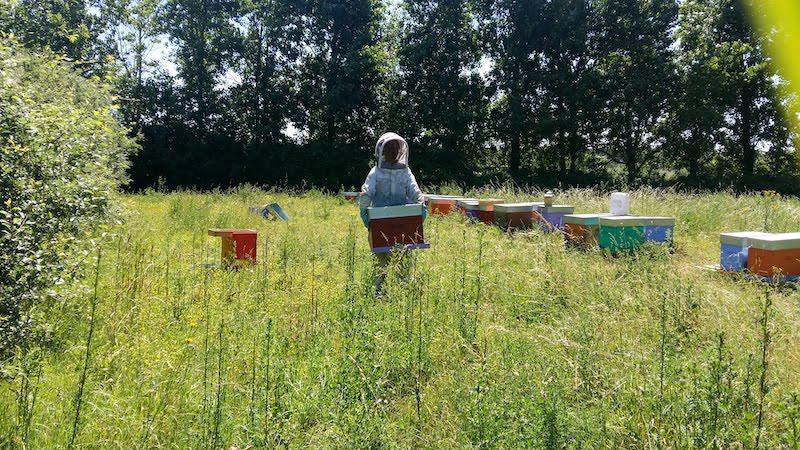 Les ruchers de Saint Gilles Les ruchers de Saint Gilles