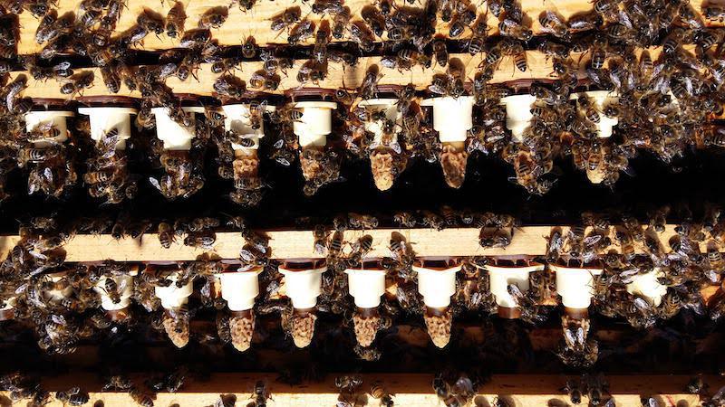 Les ruchers de Saint Gilles Les ruchers de Saint Gilles