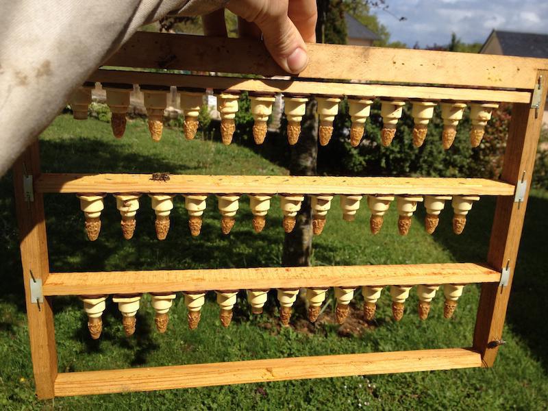 Les abeilles nicolaïtes Les abeilles nicolaïtes