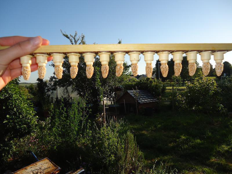 Rucher des Lauriers Rucher des Lauriers