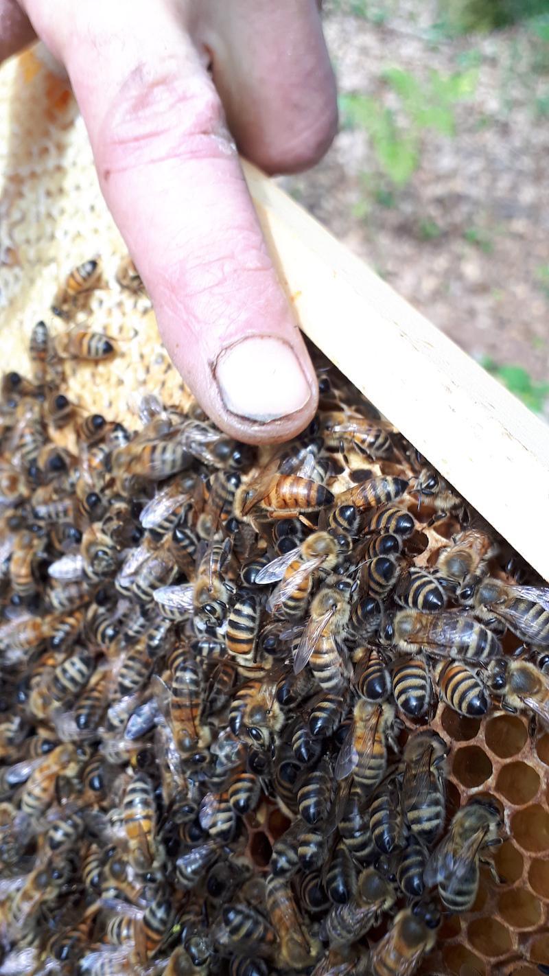 Rucher des Lauriers Rucher des Lauriers