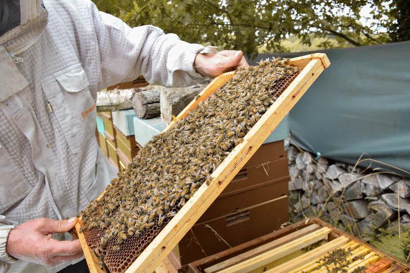 Rucher des Lauriers Rucher des Lauriers