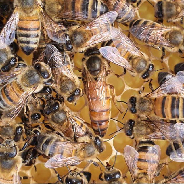 Savignac apiculture