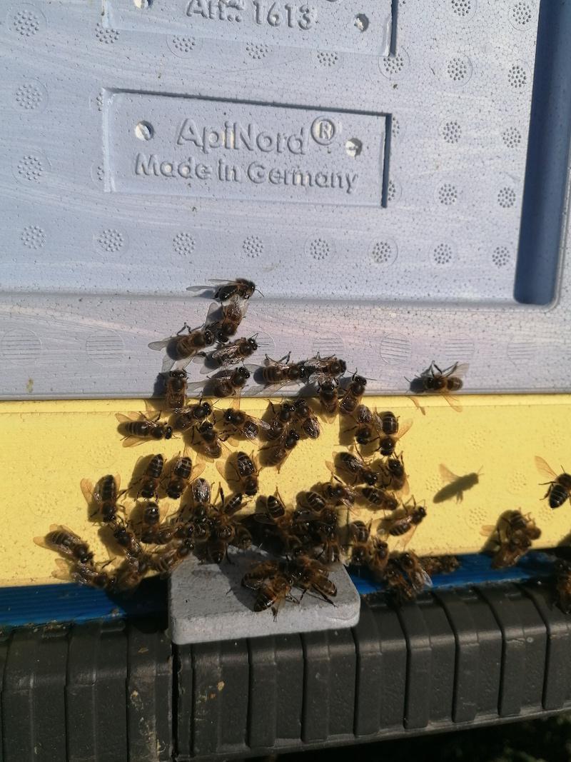 L'Abeille Noire L'Abeille Noire