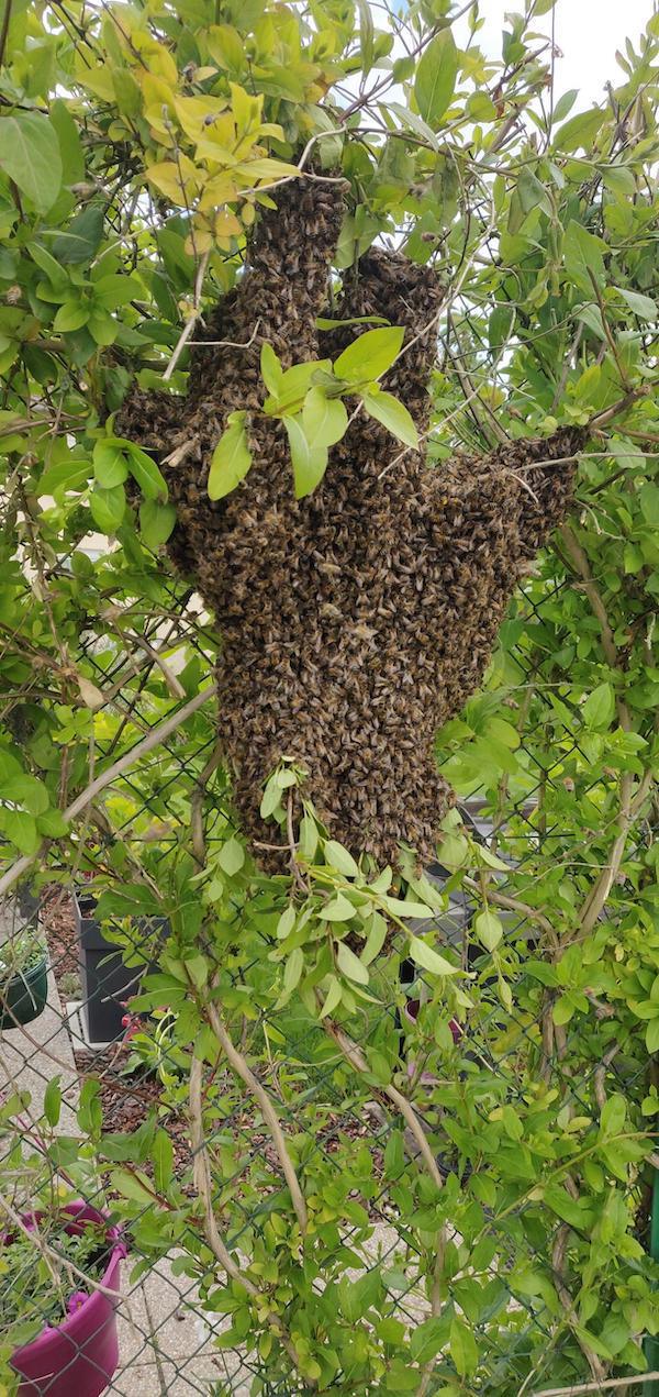 Les abeilles de Saint-Martin 