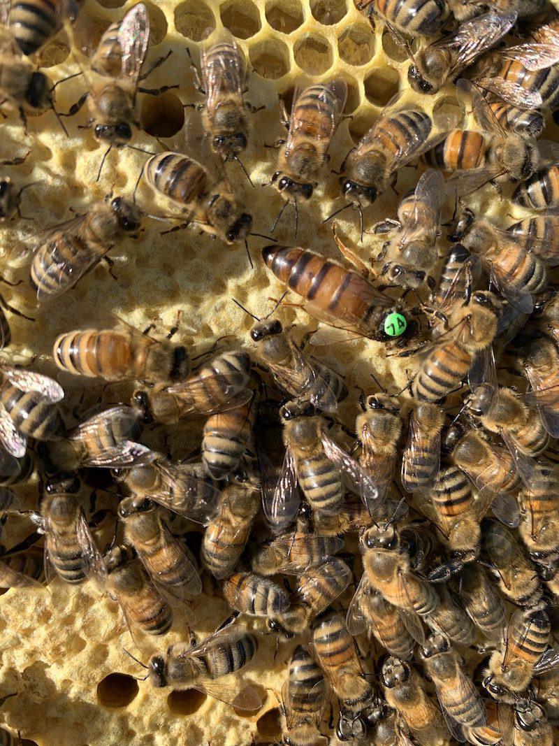 Dechamps - Apiculture Dechamps - Apiculture