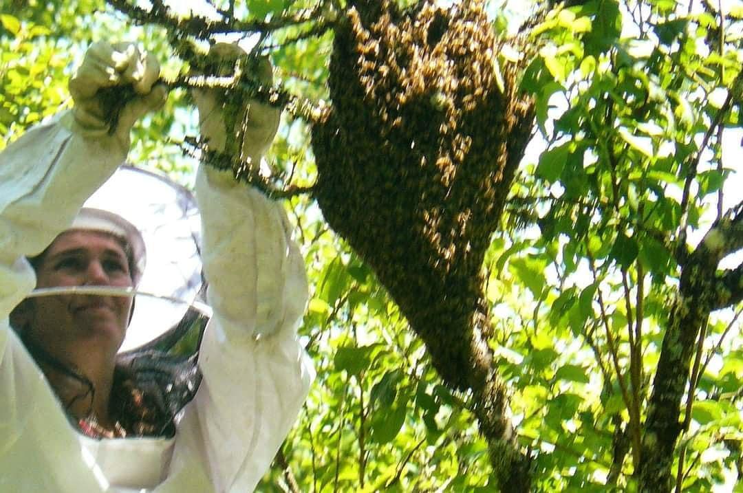 Rucher de Flore Rucher de Flore