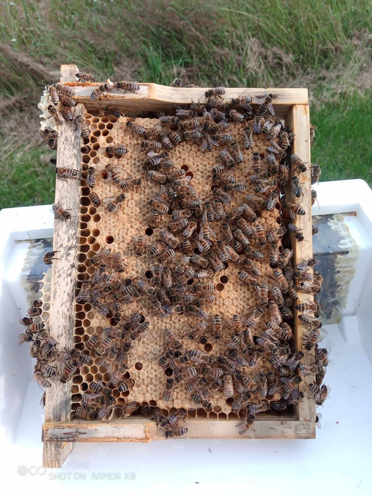 Le Rucher de la Salamandre Le Rucher de la Salamandre