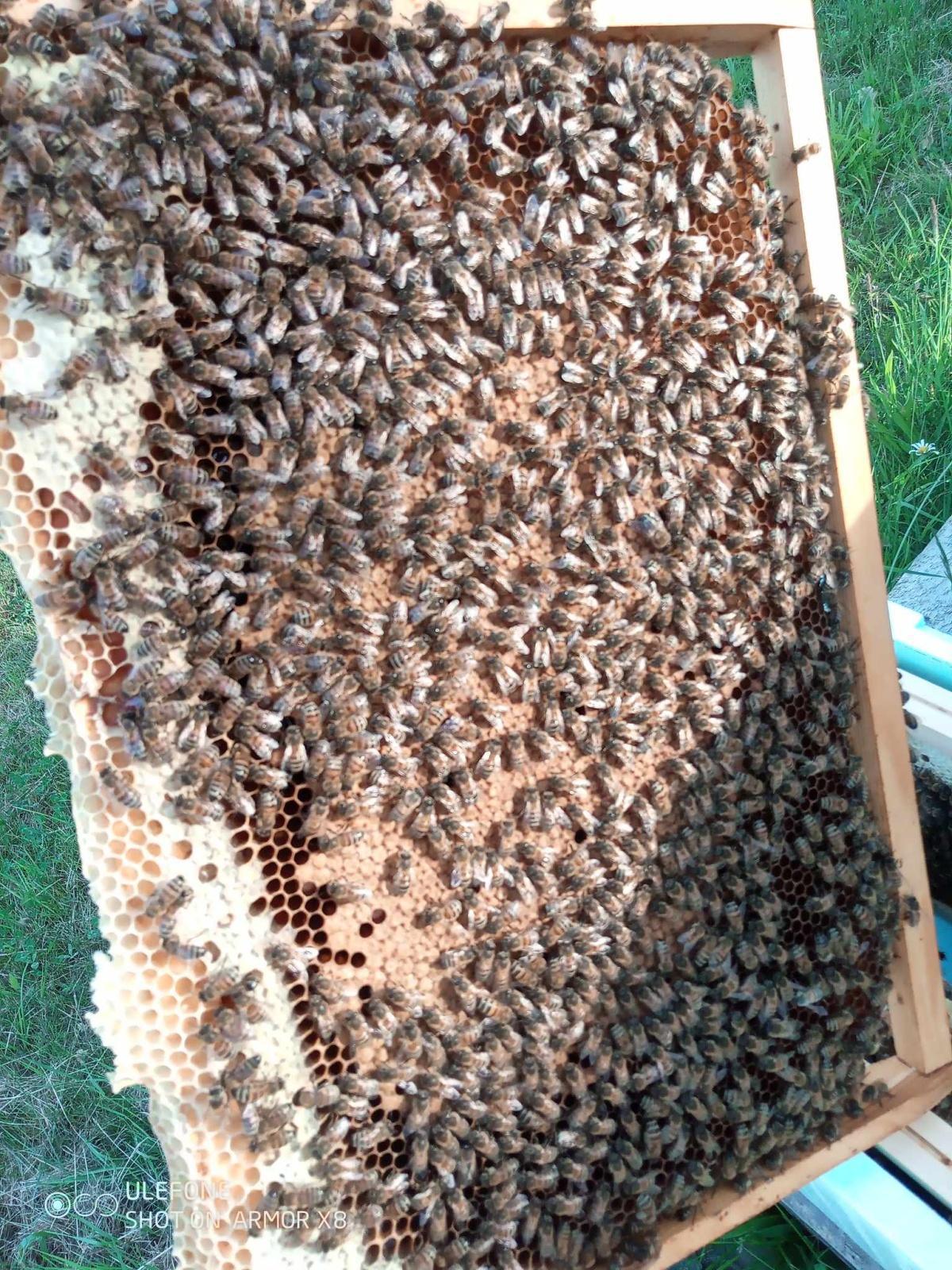 Le Rucher de la Salamandre Le Rucher de la Salamandre