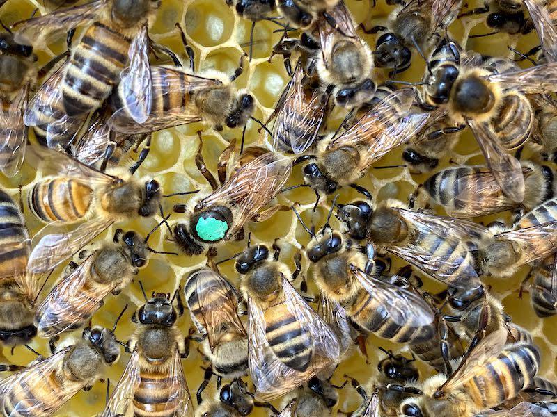 Jérémy THOMAS Apiculture Jérémy THOMAS Apiculture