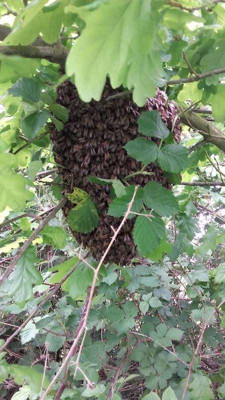 Daime Romain Daime Romain