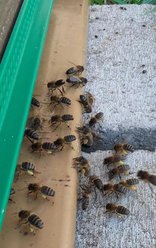 Daime Romain Daime Romain