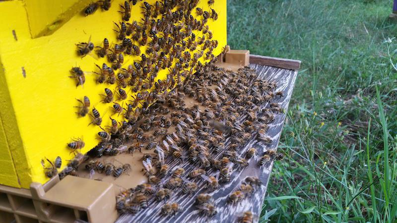 Miel du Boischaut Sud Berry Miel du Boischaut Sud Berry