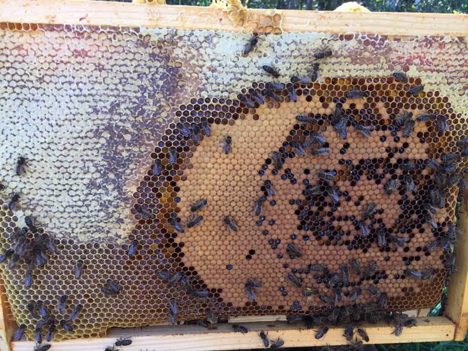 Les ruchers de Nina Les ruchers de Nina