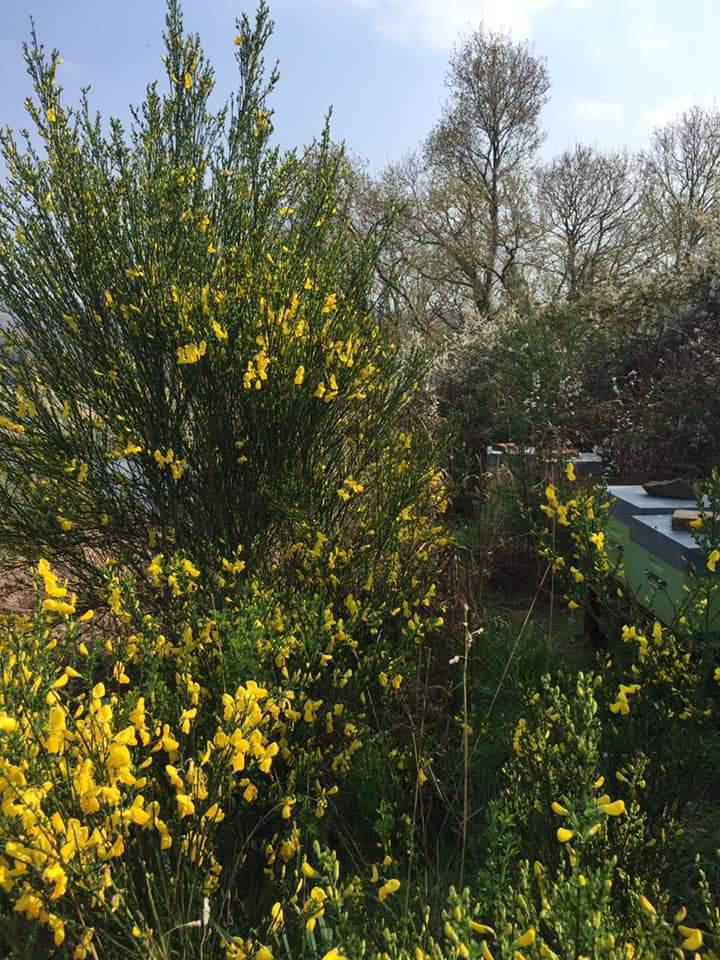 Les ruchers de Nina Les ruchers de Nina