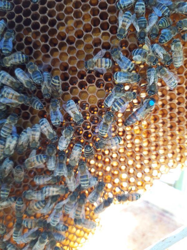 Les ruchers du val de meuse 