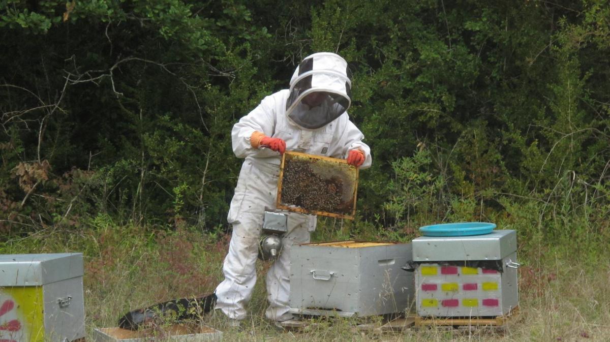 La Mélodie des Abeilles La Mélodie des Abeilles