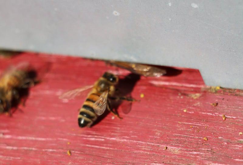 Agrandir l'entrée de vos ruches ou ruchettes