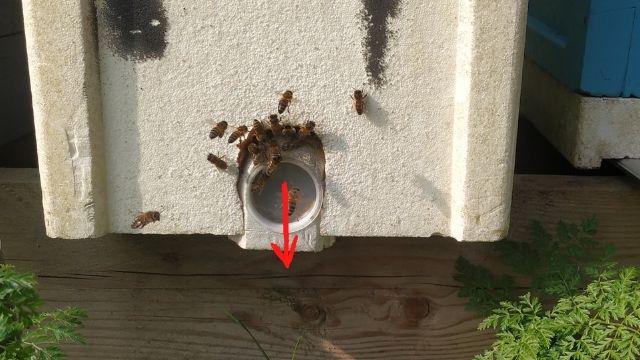 Agrandir l'entrée de vos ruches ou ruchettes