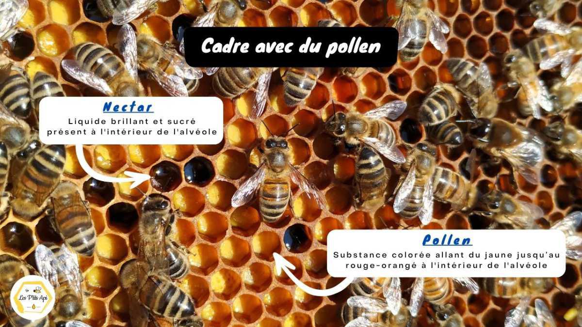 Quand et où placer un nouveau cadre ciré dans une ruche ?